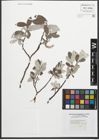 Foto von Salix glaucosericea Flod.